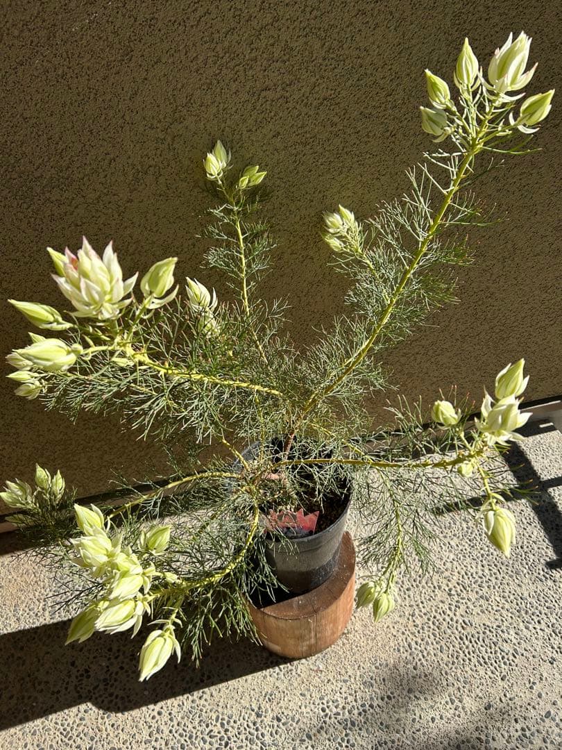 く*ま様 セルリアブラッシングブライド7号大