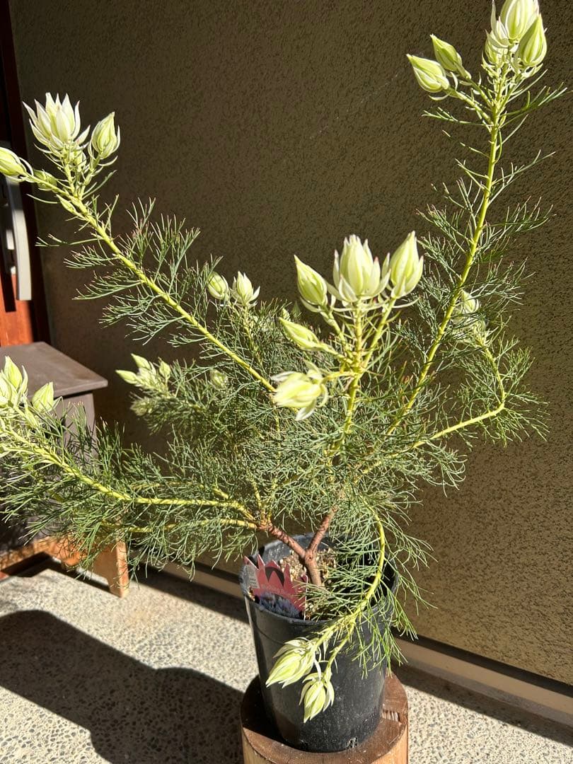 く*ま様 セルリアブラッシングブライド7号大