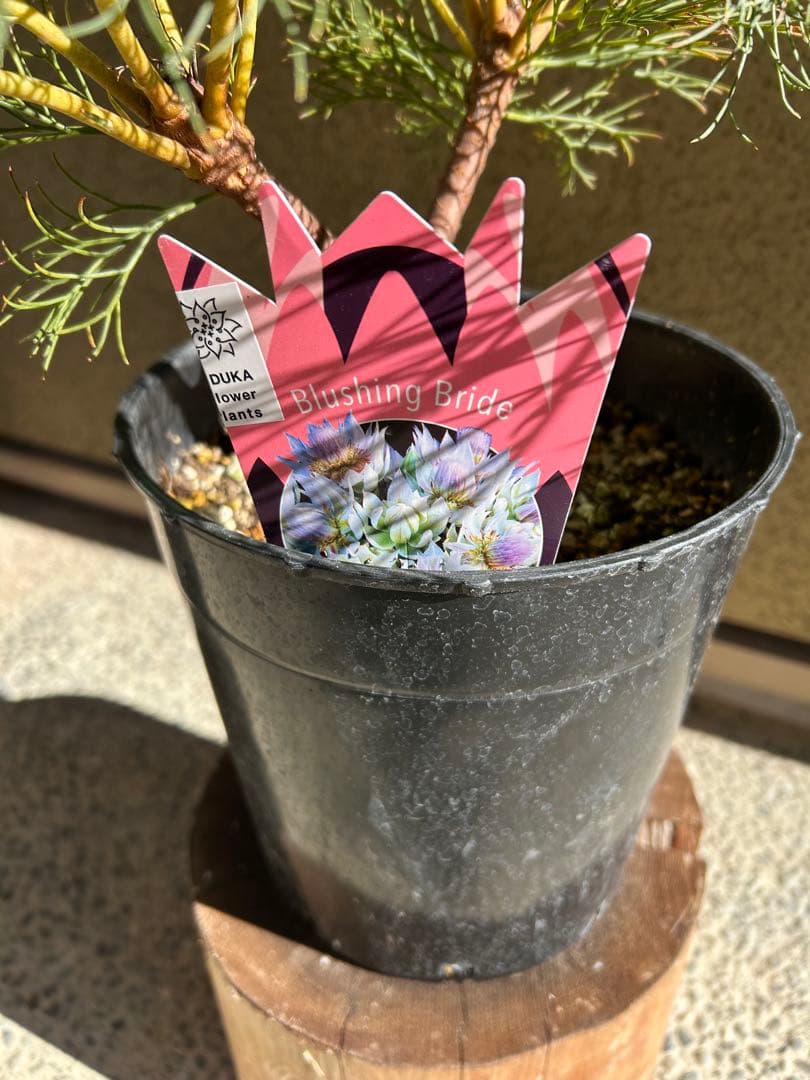 く*ま様 セルリアブラッシングブライド7号大