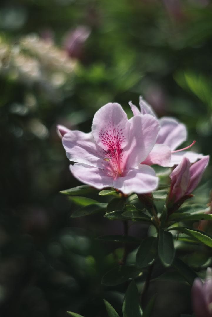 棚卸SALE！ポトレ用ズミクロン！Leica SUMMICRON 90mm
