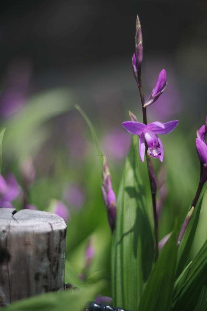 棚卸SALE！ポトレ用ズミクロン！Leica SUMMICRON 90mm