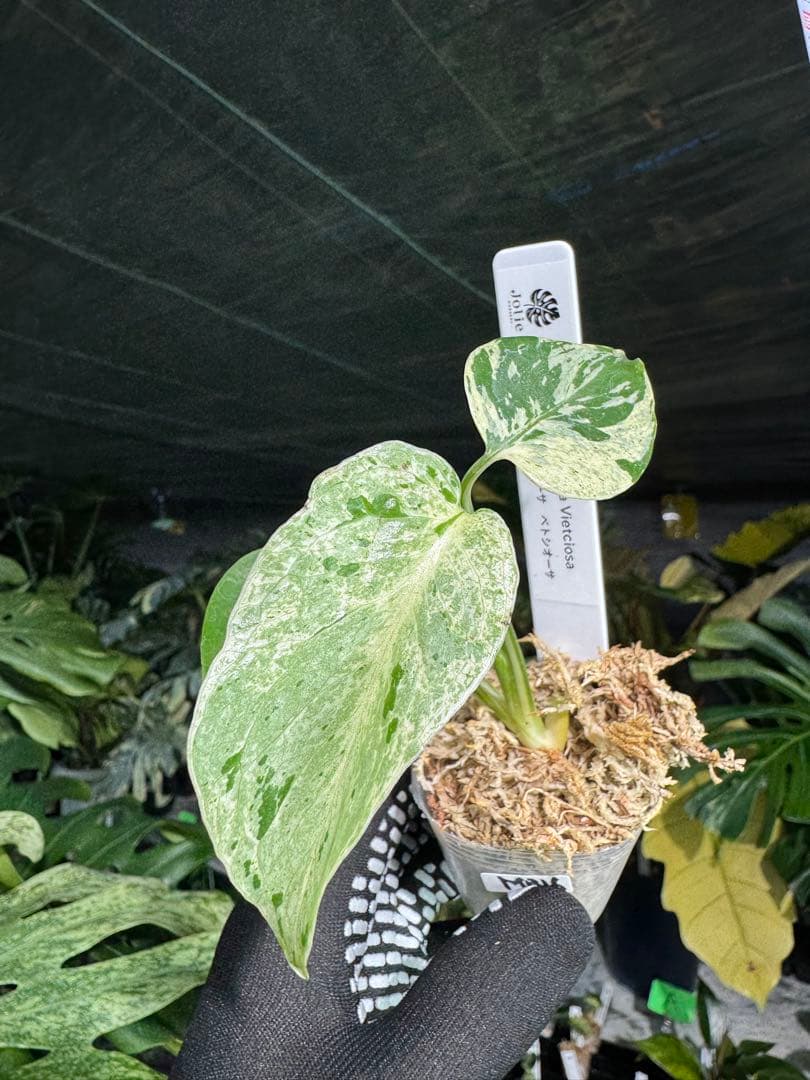 MB16モンステラ　デリシオーサ　ベトシオーサ　2寸ポリポット　ネコポス発送