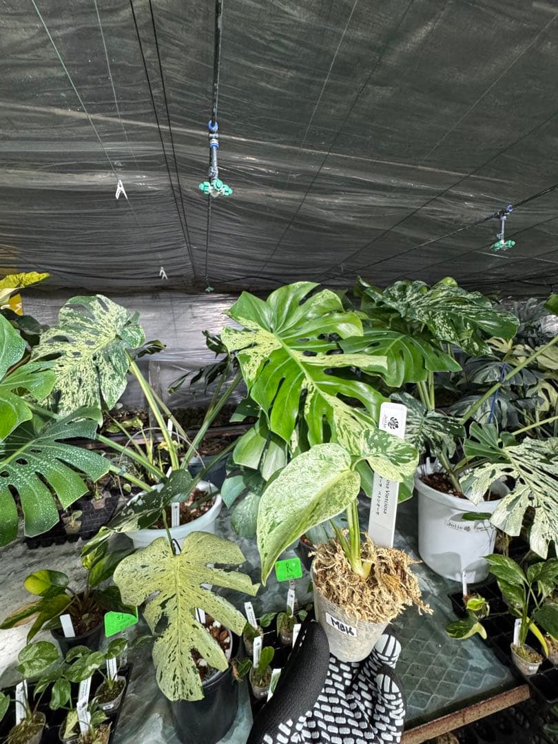 MB16モンステラ　デリシオーサ　ベトシオーサ　2寸ポリポット　ネコポス発送