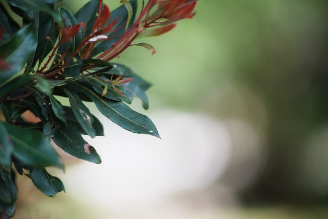 【ボケビースト】動作◎ ニコン Ai-s Nikkor 135mm F2 153