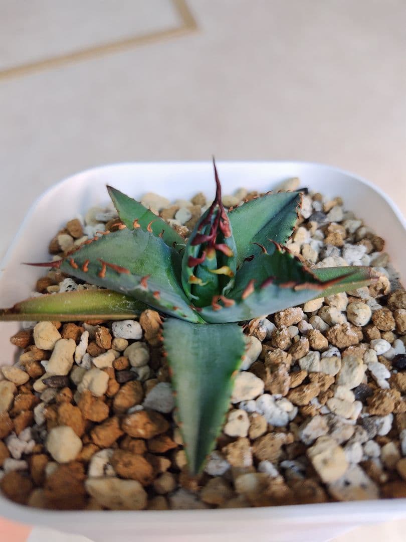 エボリスピナ✕BB　ハイブリッドアガベ