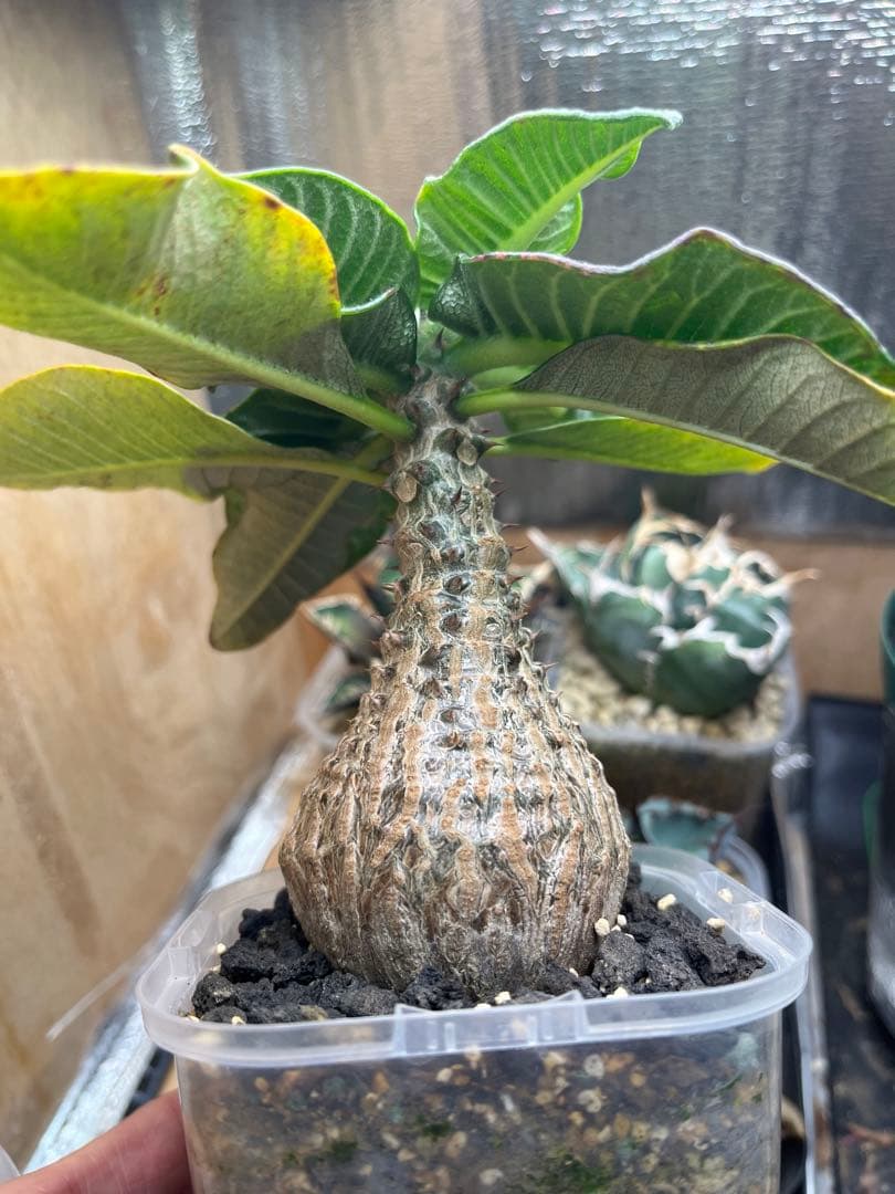 早い者勝ち 超極太 国内実生 ウィンゾリー パキポディウムウィンゾリー 鉢ごと