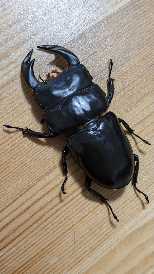 アンタエウスオオクワガタ　85mmペア