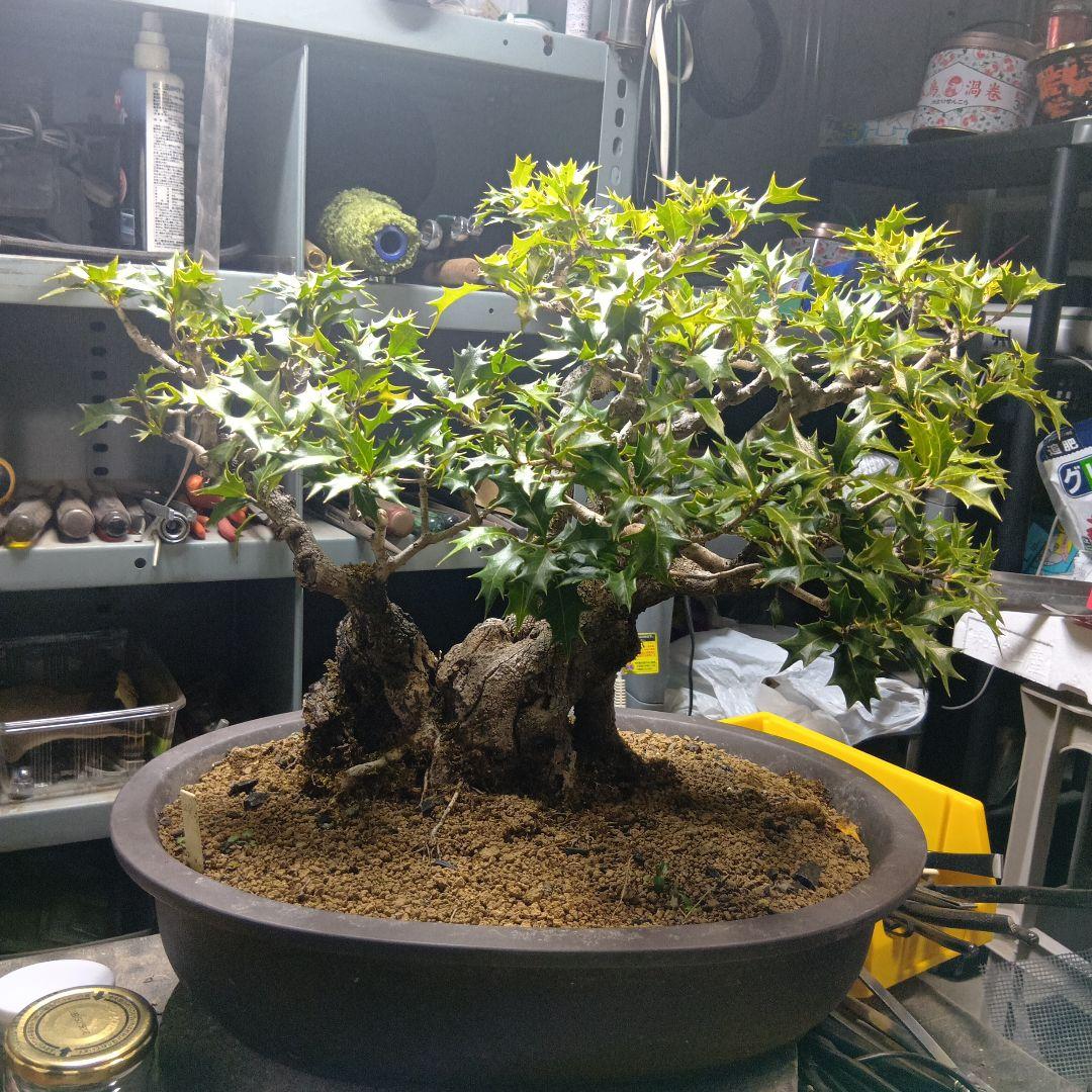 山木からのヒイラギ（盆栽）（かなり年数持ち込み古い）