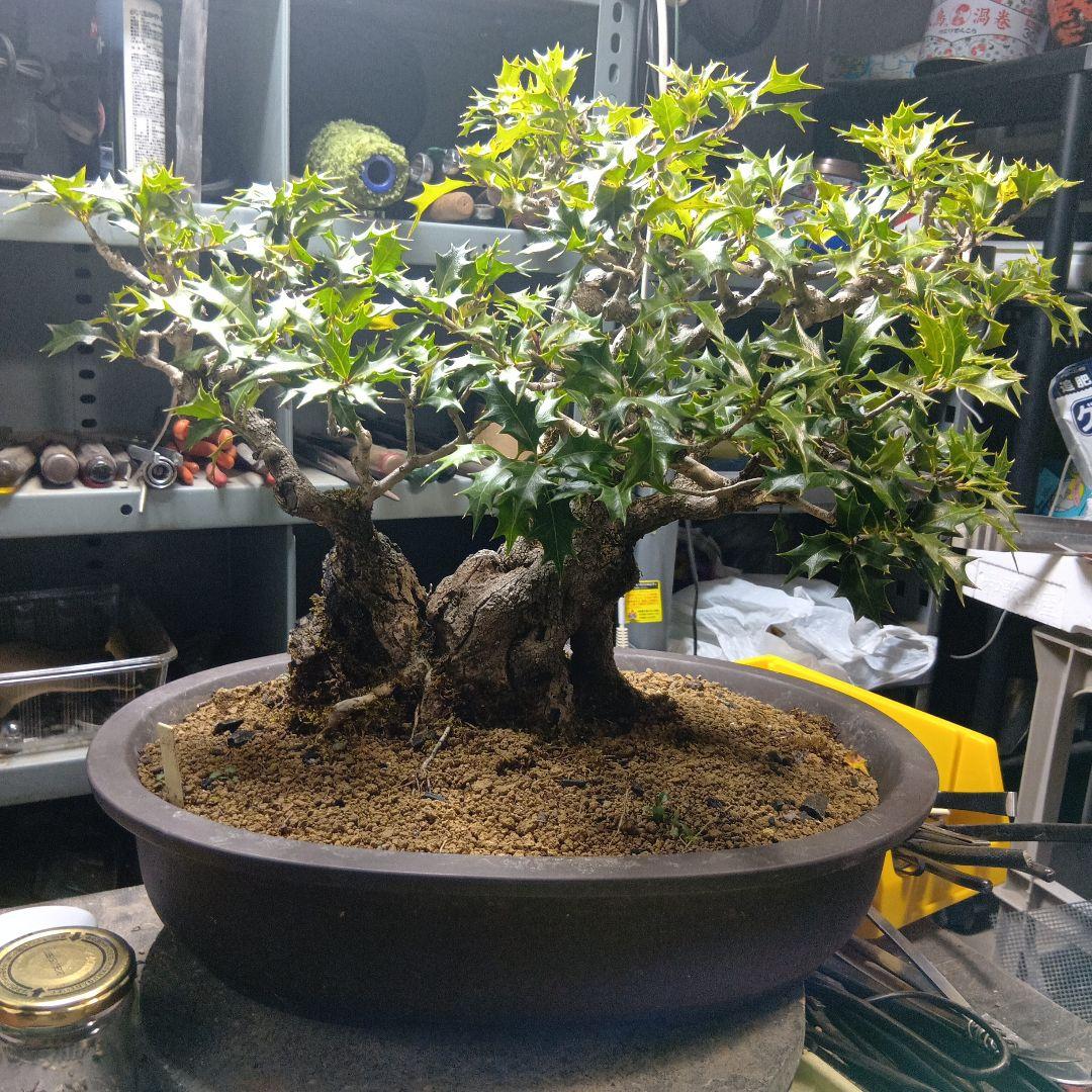 山木からのヒイラギ（盆栽）（かなり年数持ち込み古い）