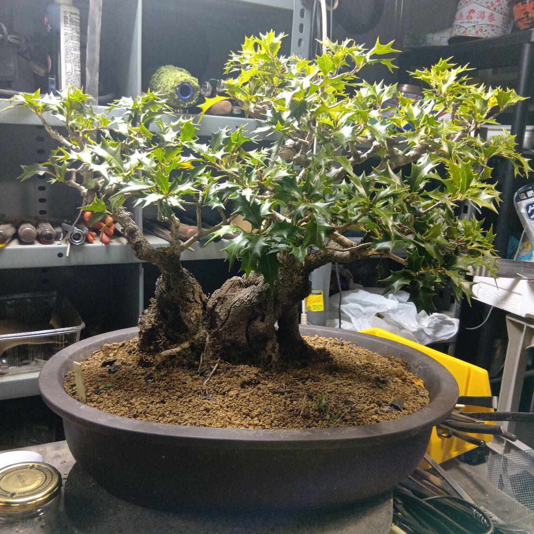 山木からのヒイラギ（盆栽）（かなり年数持ち込み古い）