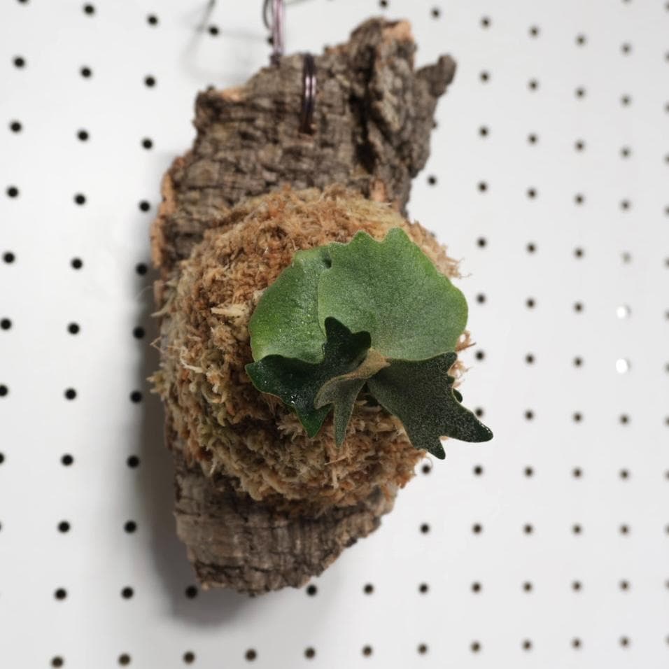 ビカクシダ YMDS ウィリンキー系 イエロームーンドワーフ　スポア Y-9