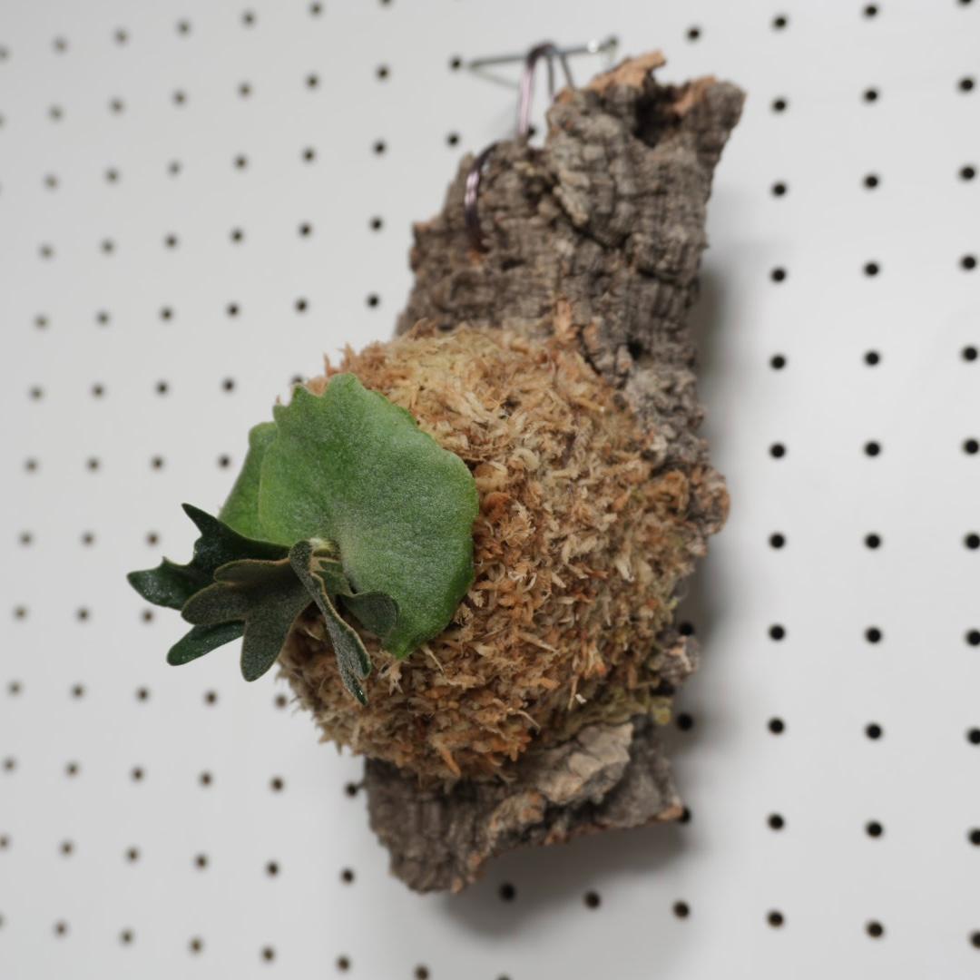 ビカクシダ YMDS ウィリンキー系 イエロームーンドワーフ　スポア Y-9