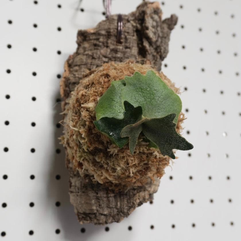 ビカクシダ YMDS ウィリンキー系 イエロームーンドワーフ　スポア Y-9