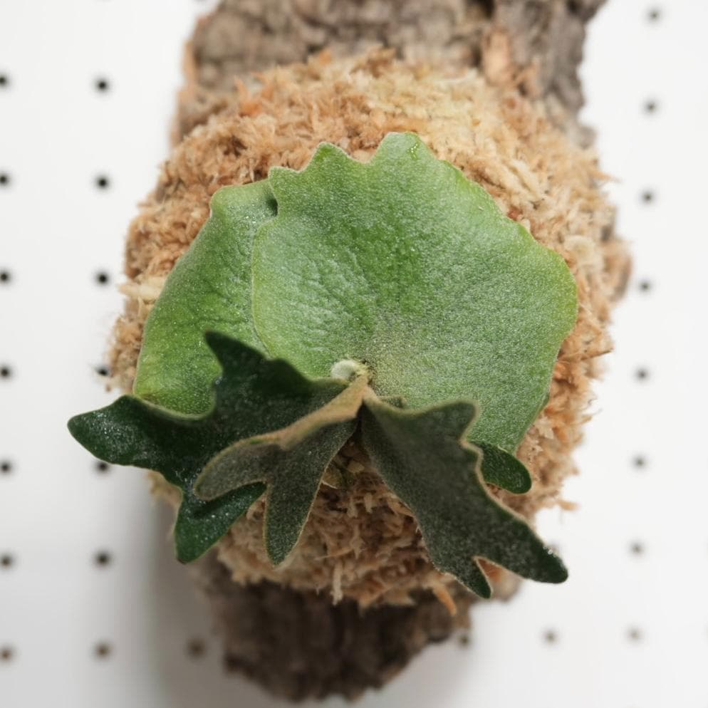 ビカクシダ YMDS ウィリンキー系 イエロームーンドワーフ　スポア Y-9