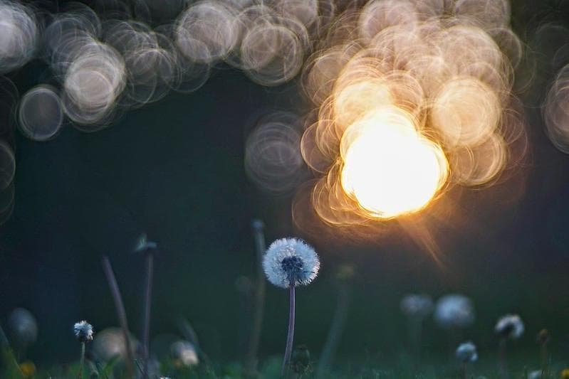 バブルボケレンズPentacon (Diaplan) 150mm f2.8M42