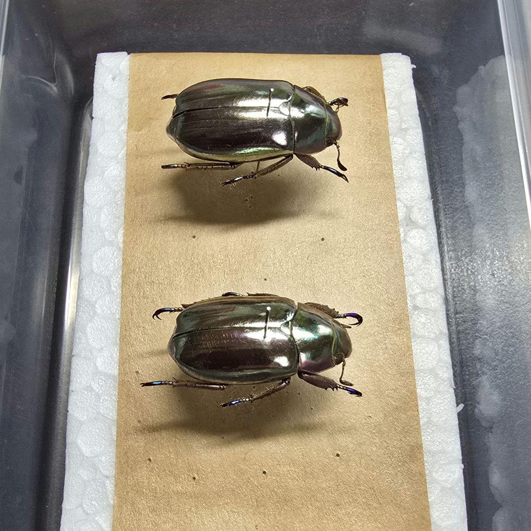 プラチナコガネ標本２頭セット