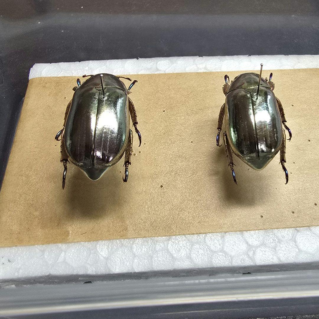 プラチナコガネ標本２頭セット