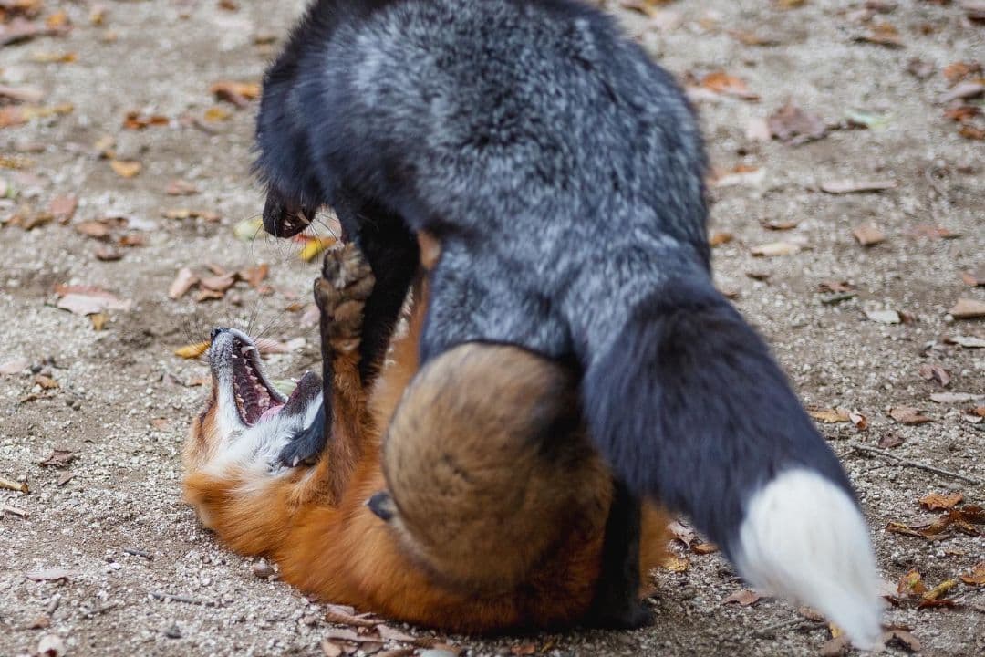 4/29までタムロン　EF　70-200mm f/2.8 　説明読んでください