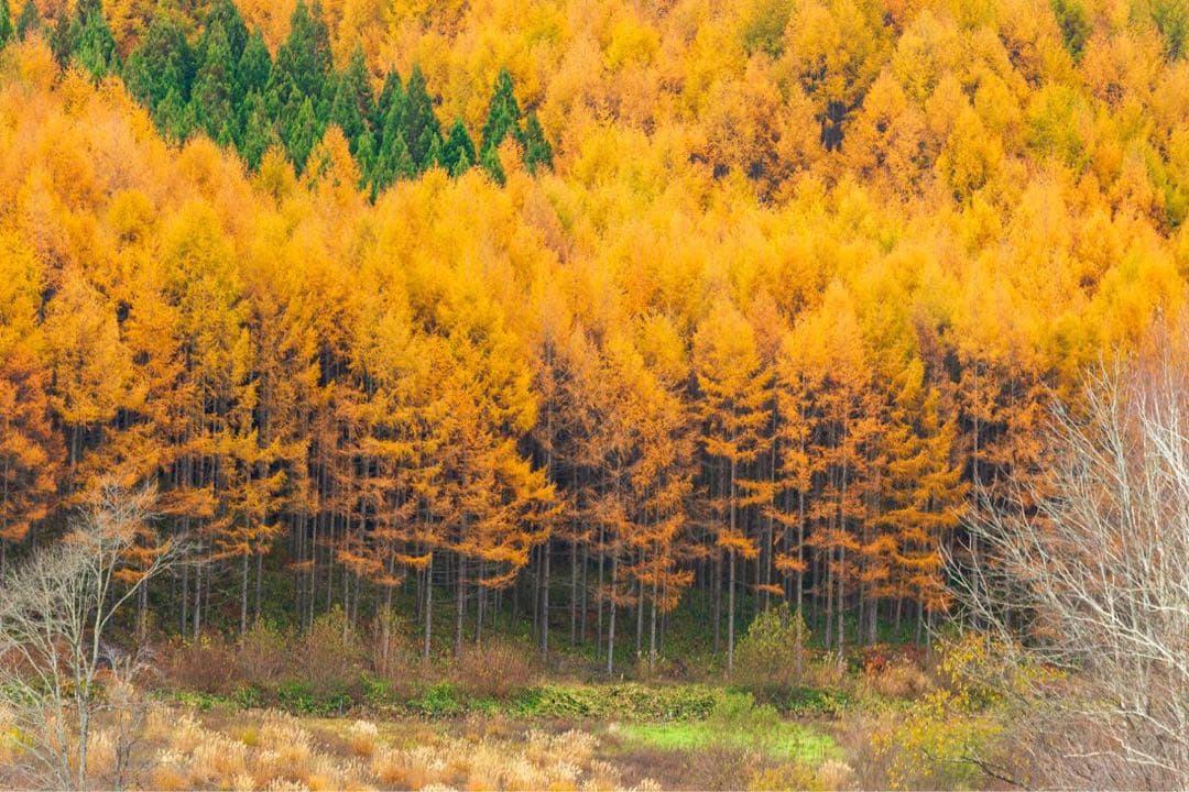 4/29までタムロン　EF　70-200mm f/2.8 　説明読んでください