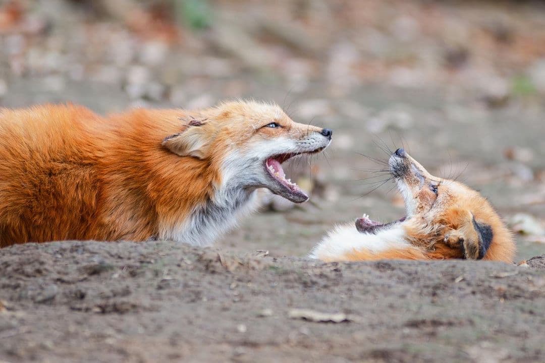 4/29までタムロン　EF　70-200mm f/2.8 　説明読んでください