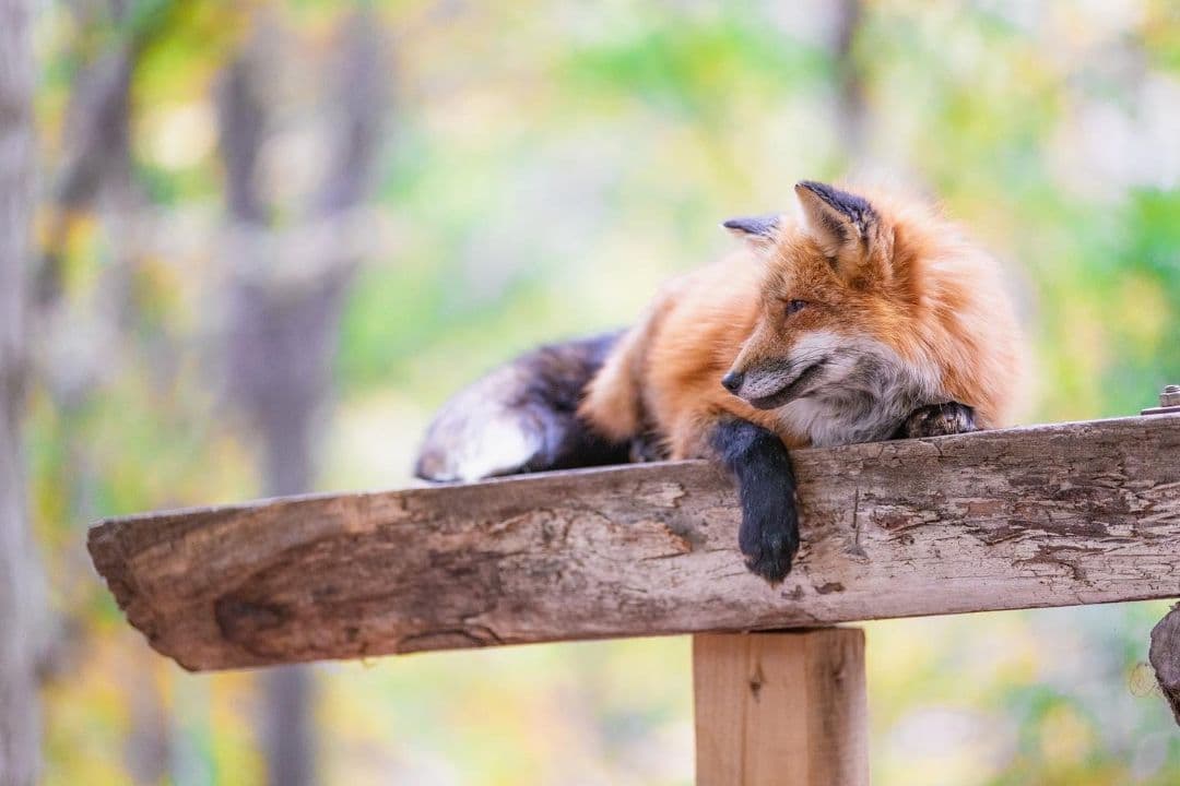 4/29までタムロン　EF　70-200mm f/2.8 　説明読んでください