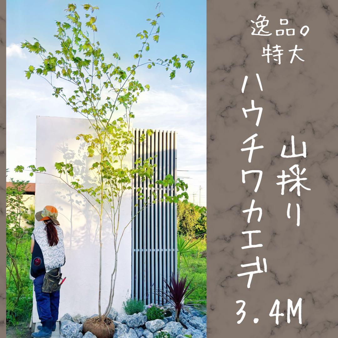 じむおじむお様 リクエスト 2点 まとめ商品