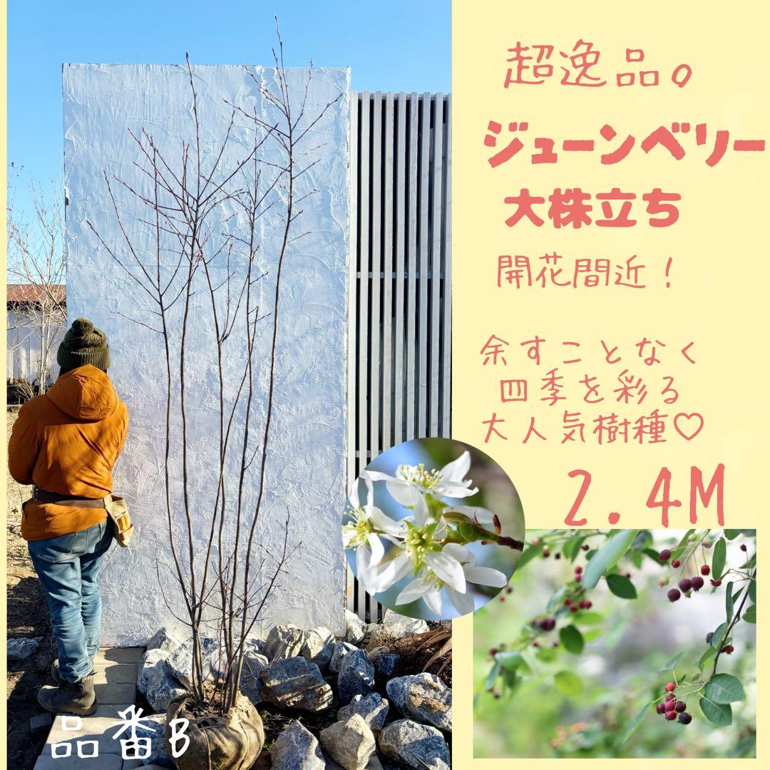 じむおじむお様 リクエスト 2点 まとめ商品