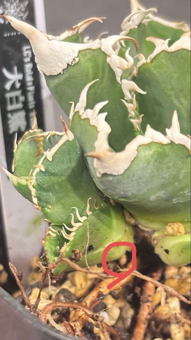 【発根済み】アガベ　大白鯊 ホホジロサメ (検索)IVORY wa,白狂刺