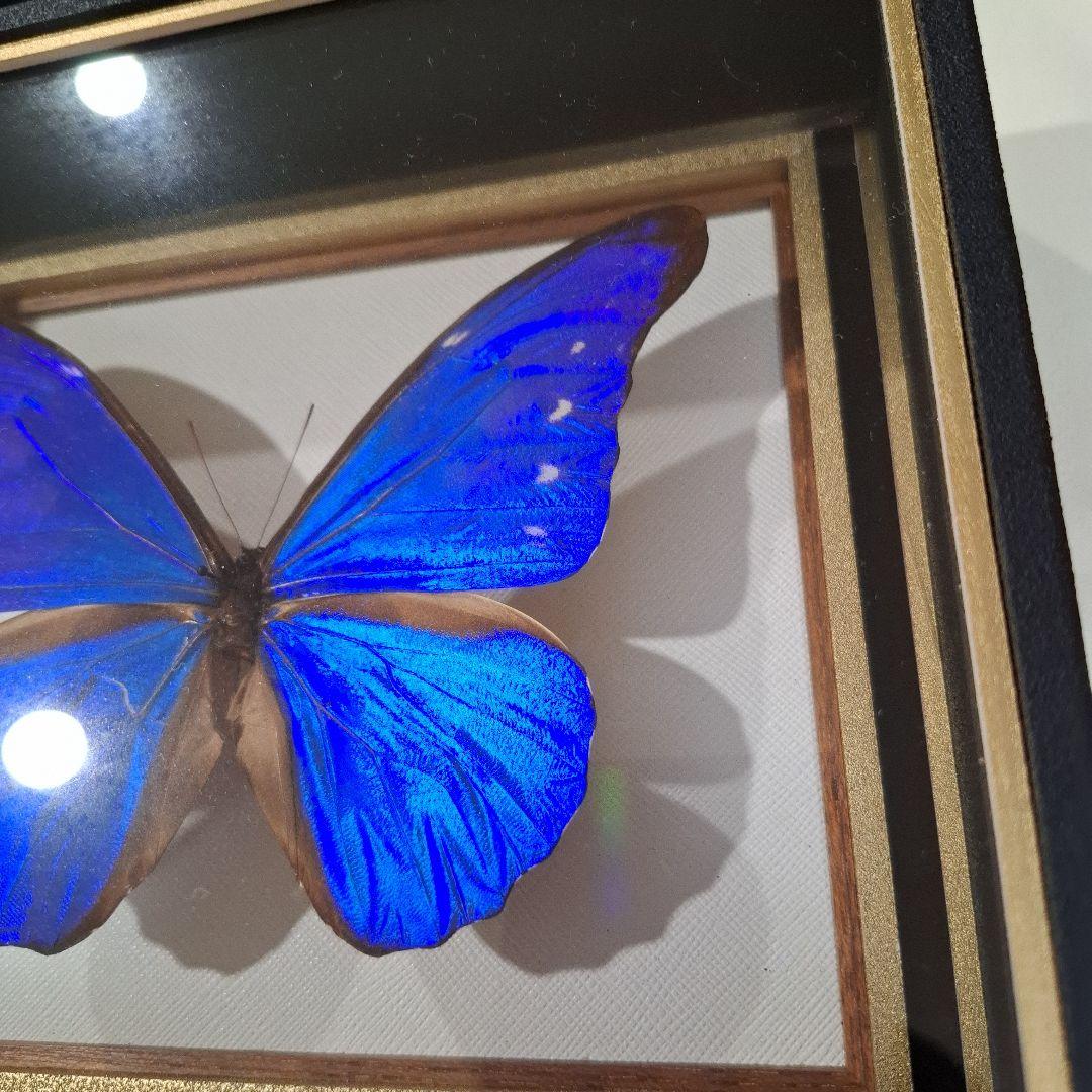 カキカモルフォ　標本　専門的な箱