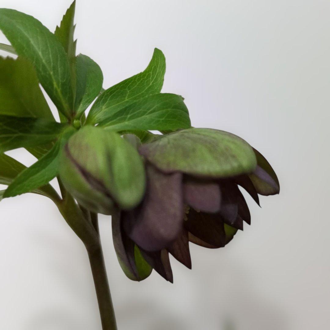 ま*ん様 大木ナーセリー❤️ クリスマスローズ❤️ トルカータス✕ボスニア交配❤