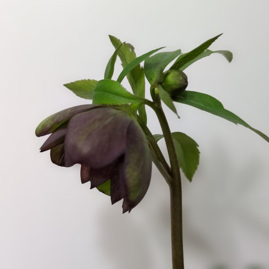 ま*ん様 大木ナーセリー❤️ クリスマスローズ❤️ トルカータス✕ボスニア交配❤