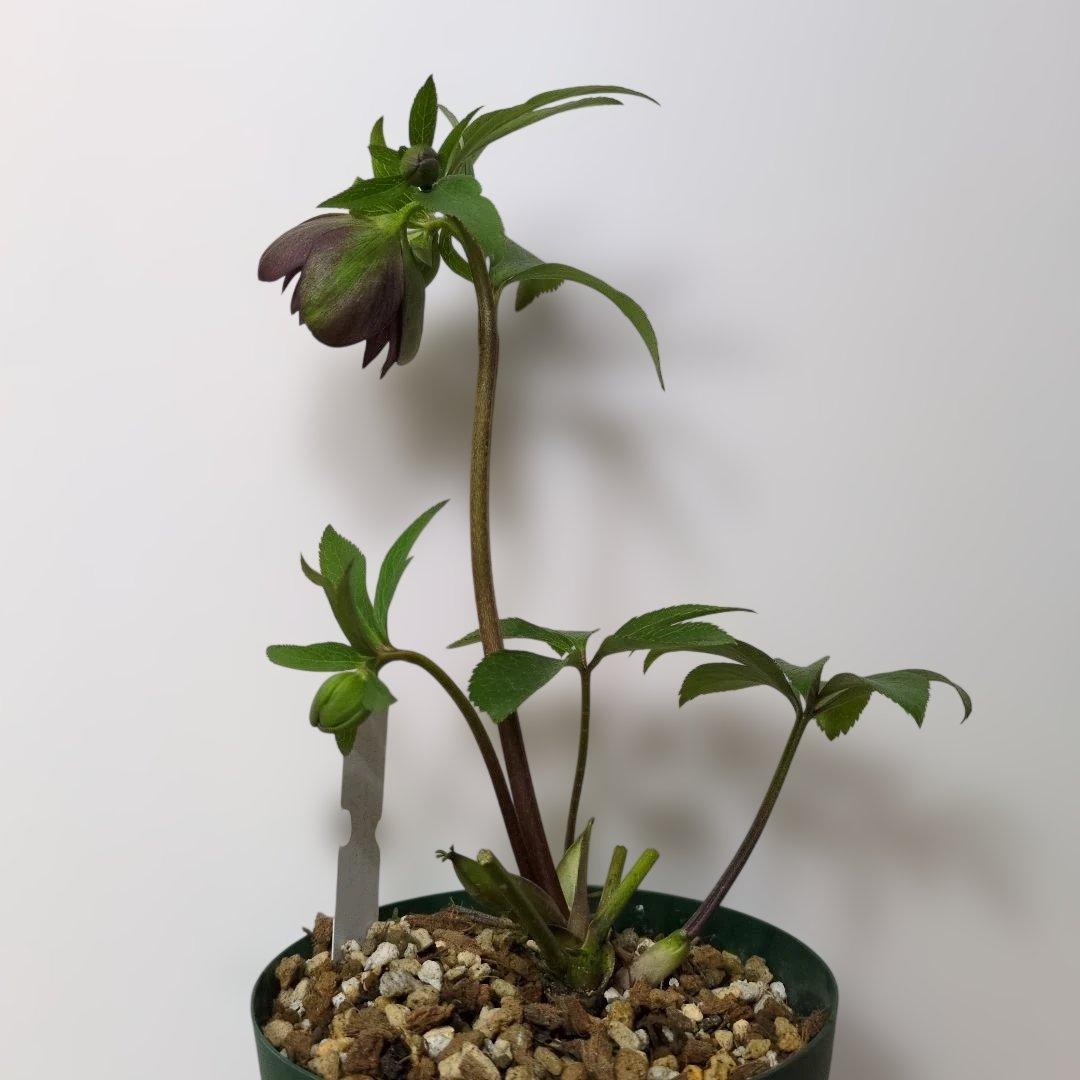 ま*ん様 大木ナーセリー❤️ クリスマスローズ❤️ トルカータス✕ボスニア交配❤