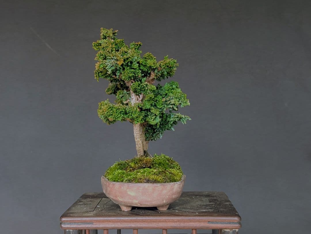 石化桧　ヒノキ　3幹　ミニ盆栽　小品盆栽