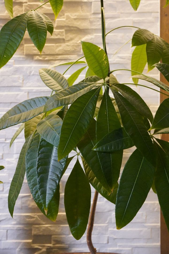 Sony a7iii ILCE-7M3 ソニーミラーレス一眼