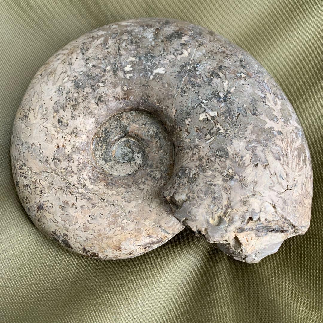 大型　アンモナイト　化石　17cm