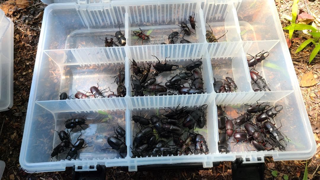 灯火採集 HID2灯ライト 55Ｗ×2 6000Ｋ 紫外線強化 三脚付