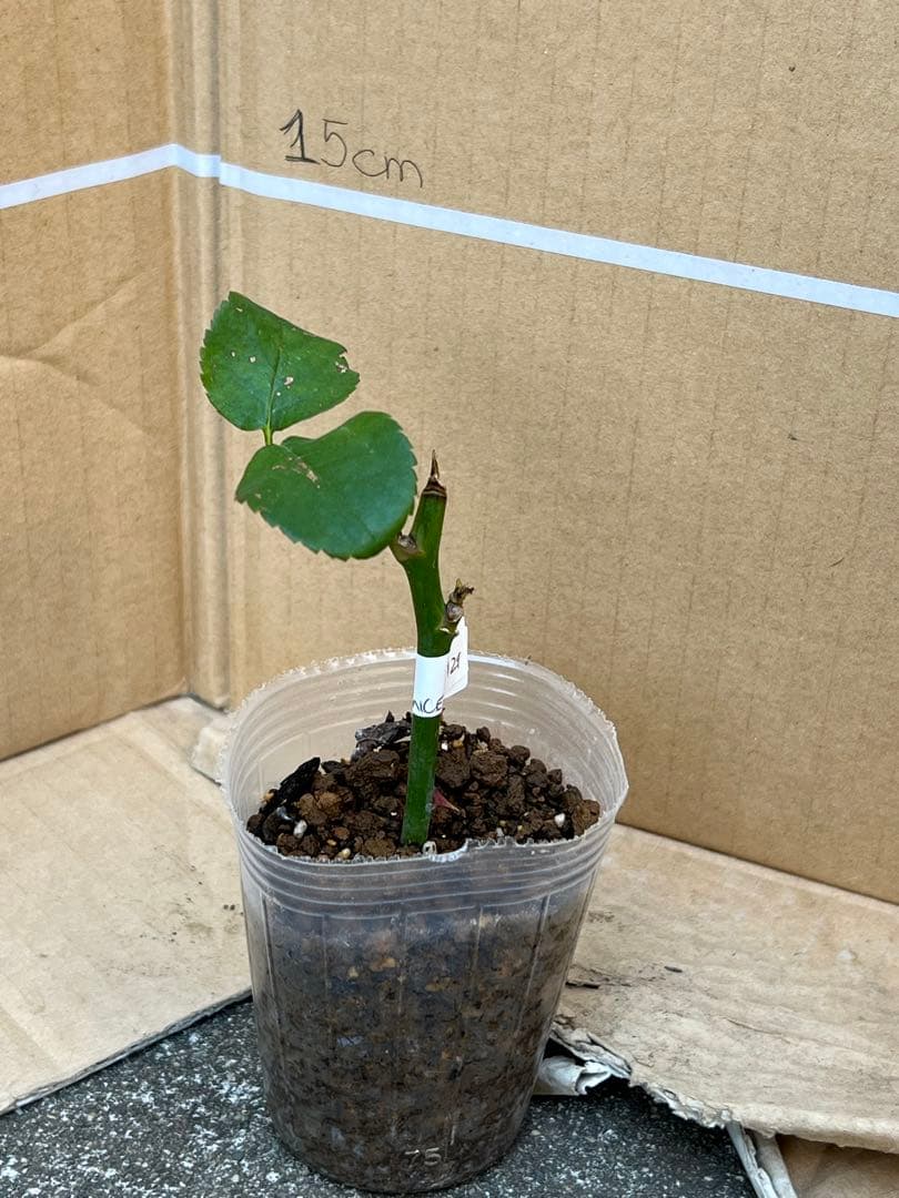 「」 切り花品種バラ苗　レアバラ 　CHIFFO♡ Rose