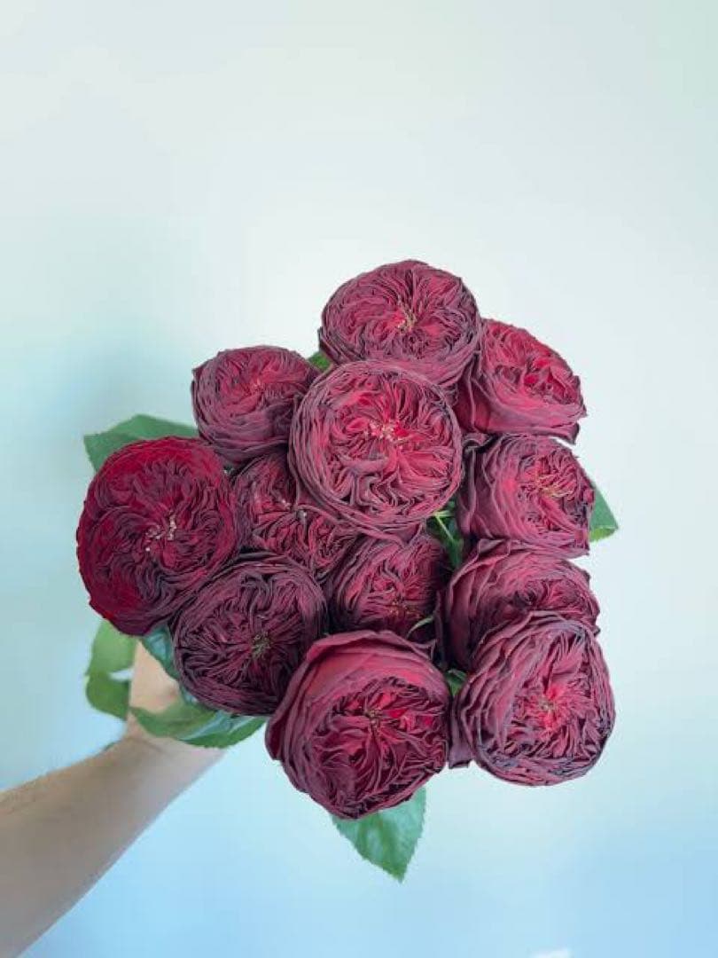 「」 切り花品種バラ苗　レアバラ 　CHIFFO♡ Rose