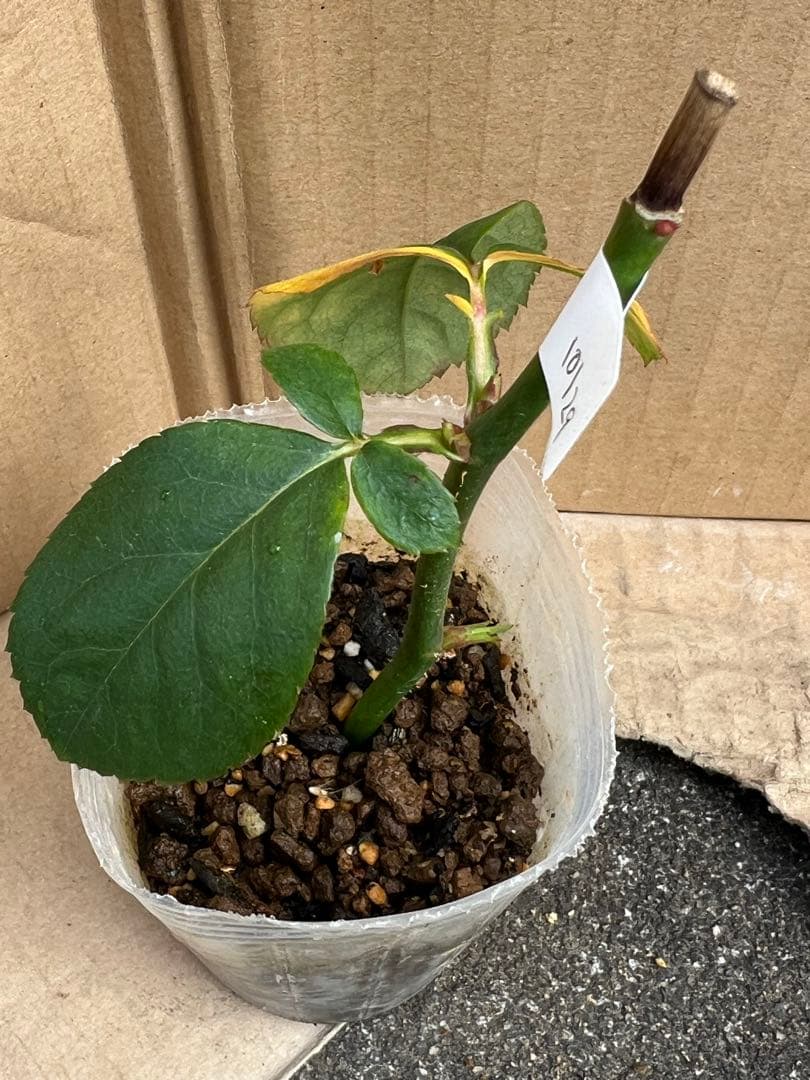 「」 切り花品種バラ苗　レアバラ 　CHIFFO♡ Rose