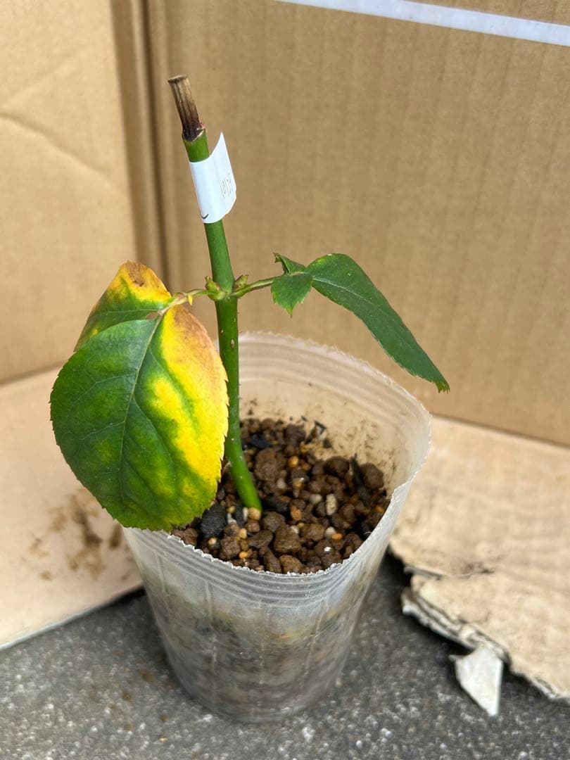 「」 切り花品種バラ苗　レアバラ 　CHIFFO♡ Rose