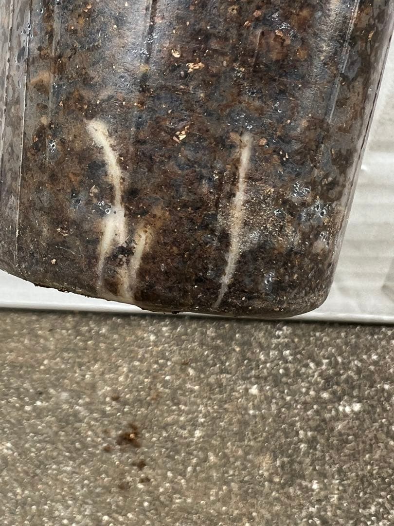 「」 切り花品種バラ苗　レアバラ 　CHIFFO♡ Rose