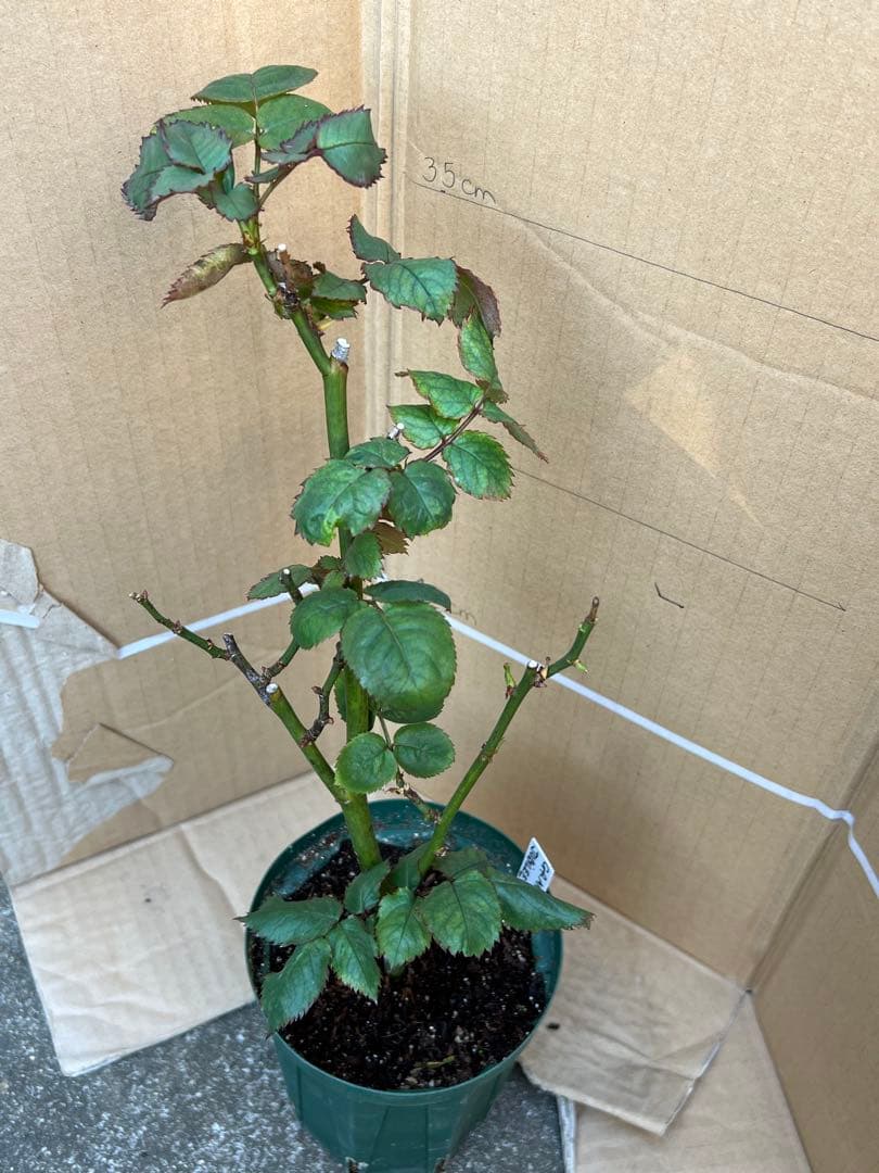 「」 切り花品種バラ苗　レアバラ 　CHIFFO♡ Rose