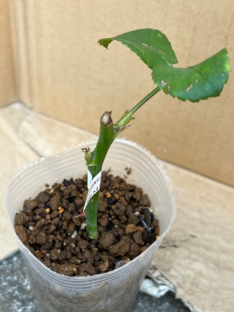 「」 切り花品種バラ苗　レアバラ 　CHIFFO♡ Rose