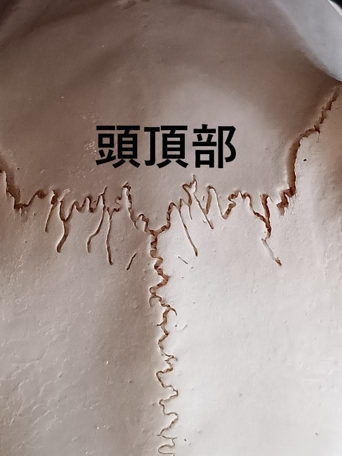 【 在庫処分特価】種名ニホンジカ♂　３２Kg　頭骨・第一頸椎　骨格標本