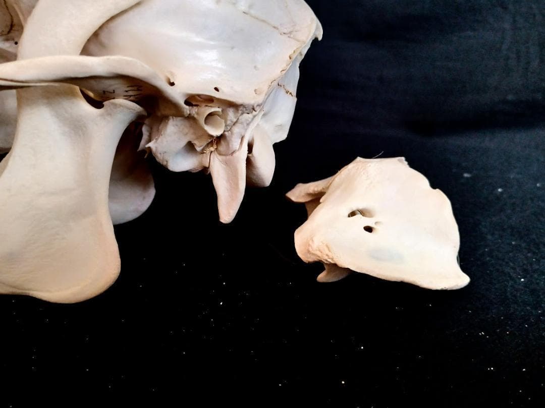 【 在庫処分特価】種名ニホンジカ♂　３２Kg　頭骨・第一頸椎　骨格標本