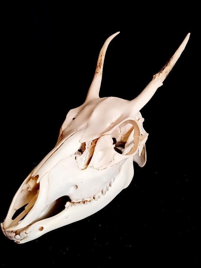 【 在庫処分特価】種名ニホンジカ♂　３２Kg　頭骨・第一頸椎　骨格標本