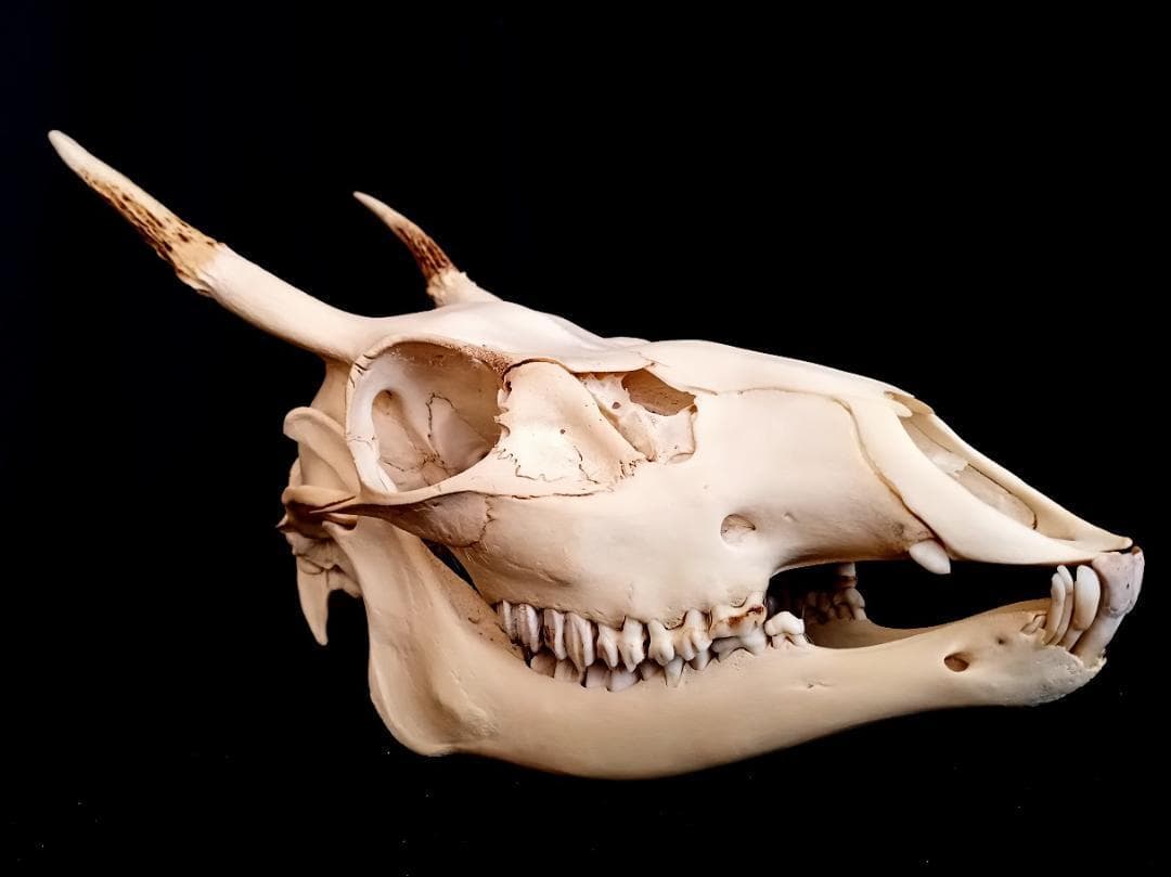 【 在庫処分特価】種名ニホンジカ♂　３２Kg　頭骨・第一頸椎　骨格標本