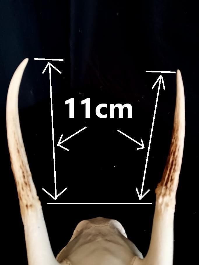 【 在庫処分特価】種名ニホンジカ♂　３２Kg　頭骨・第一頸椎　骨格標本