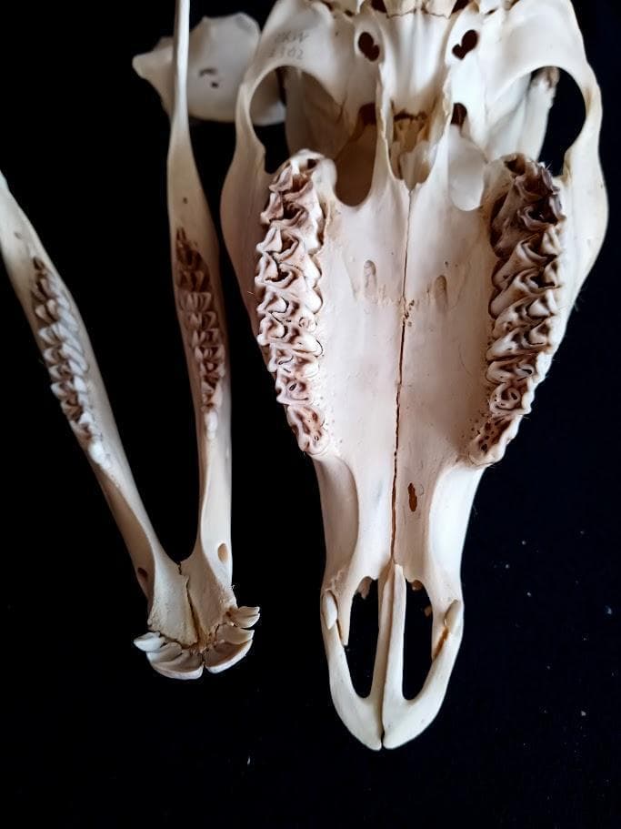 【 在庫処分特価】種名ニホンジカ♂　３２Kg　頭骨・第一頸椎　骨格標本