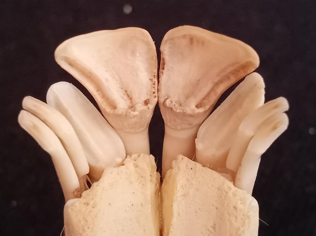 【 在庫処分特価】種名ニホンジカ♂　３２Kg　頭骨・第一頸椎　骨格標本
